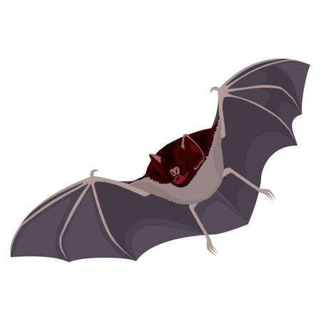 Brown flittermouse with opened wings flat design isolated on white.のイラスト素材