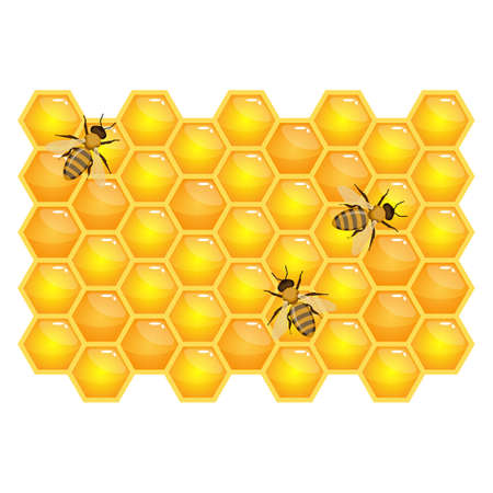 Bee on honeycombs isolated on white background. Organic honey vectorのイラスト素材
