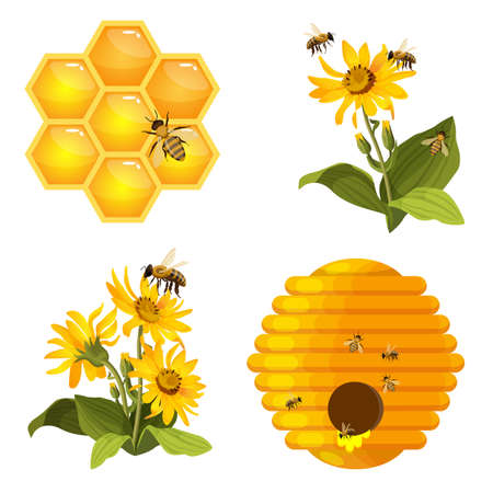 Bee on honeycomb, beehive nest, bees on yellow field flowers set isolatedのイラスト素材