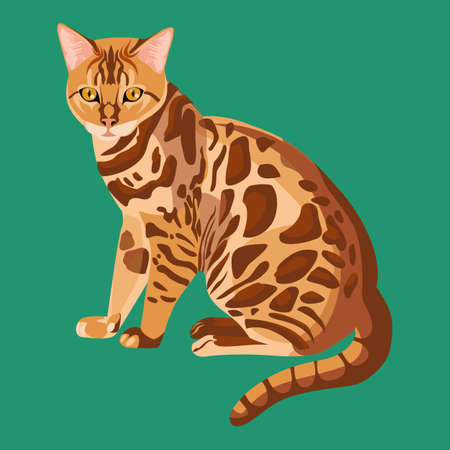 Bengal cat isolated on white. Selective breeding of domestic catsのイラスト素材