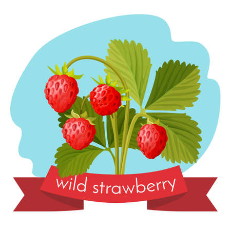 Wild strawberry with green leaves isolated on white background.のイラスト素材