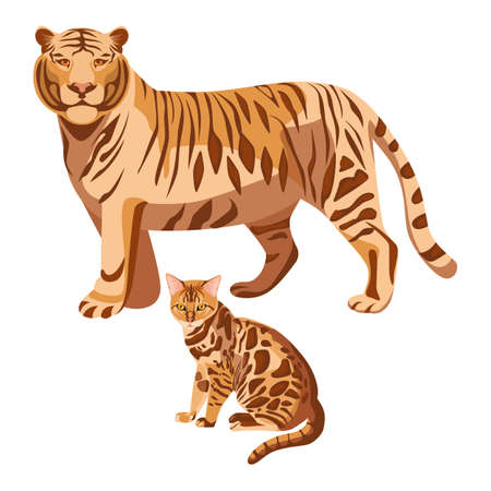 Bengal cats isolated on white. Big tiger and little kittenのイラスト素材