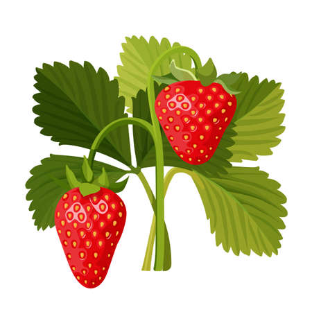 Strawberry with green leaves isolated on white background.のイラスト素材