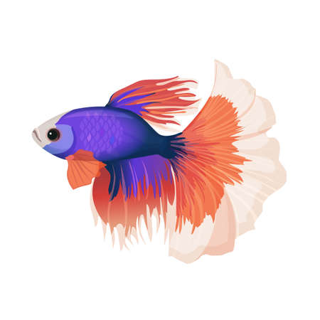 Betta small colorful, freshwater ray-finned fish realistic vector illustration.のイラスト素材