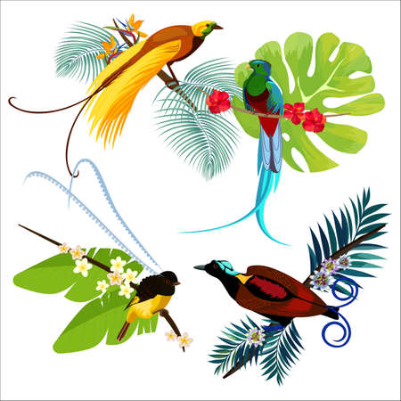 Colorful birds of paradise sitting on branches poster on whiteのイラスト素材