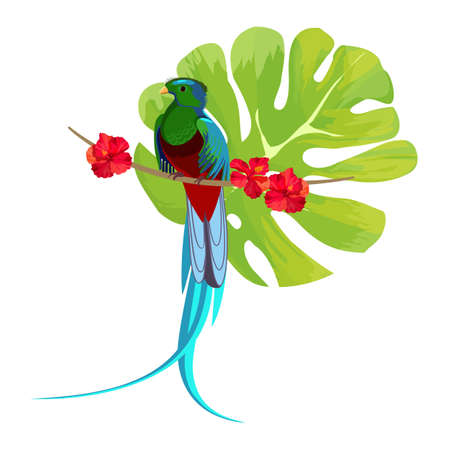 Ribbon-tailed astrapia in blue color sitting on branchのイラスト素材