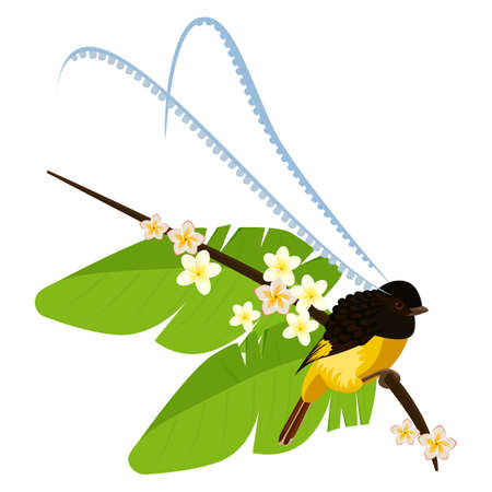 King of Saxony bird-of-paradise with long feathers on headのイラスト素材