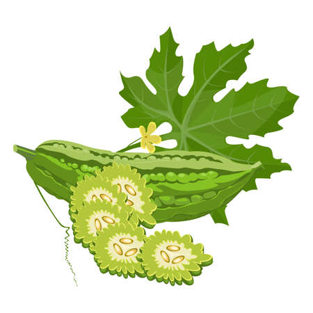 Bitter melon gourd squash or balsam-pear whole and slicedのイラスト素材