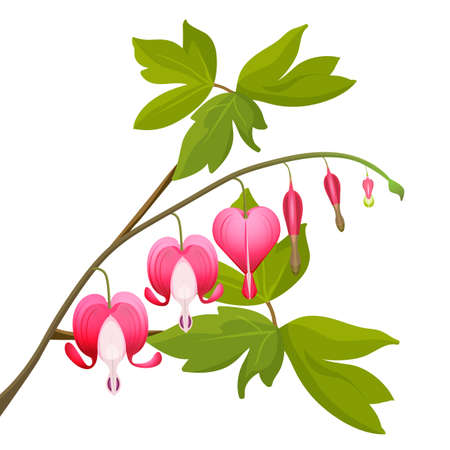 Bleeding heart flowers isolated realistic vector illustration on whiteのイラスト素材