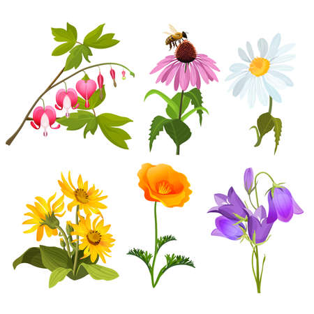 Set of echinacea, bleeding heart flowers, arnica, viola, chamomile, poppyのイラスト素材