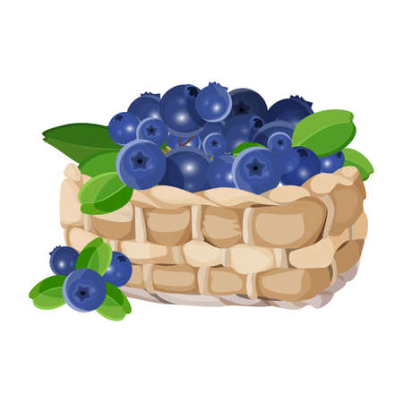 Wicker basket with blueberries realistic vector illustration isolated on white. Blue healthy berries with green leavesのイラスト素材