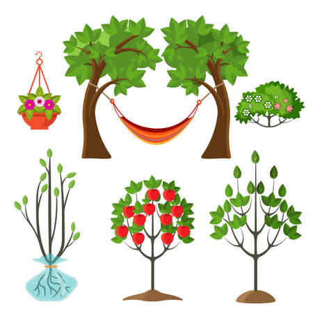 Set of summer plants in gardening concept. Stages of growth of apple tree, hanging basket with flower, hammock between branches vector illustrationのイラスト素材