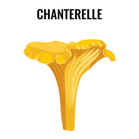Chanterelle yellow fungus isolated on white background vector illustration.のイラスト素材