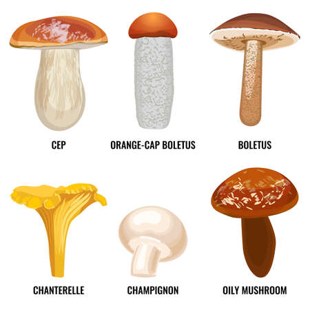 Set of funguses or mushrooms vector illustration on whiteのイラスト素材