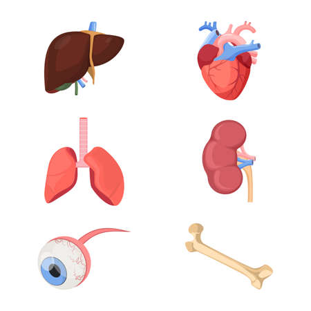 Medical human organs realistic heart, two lungs, kidneys with arterial and venous veins, eyeball, liver and bone set of vector illustrations isolated on white for 3D printerのイラスト素材