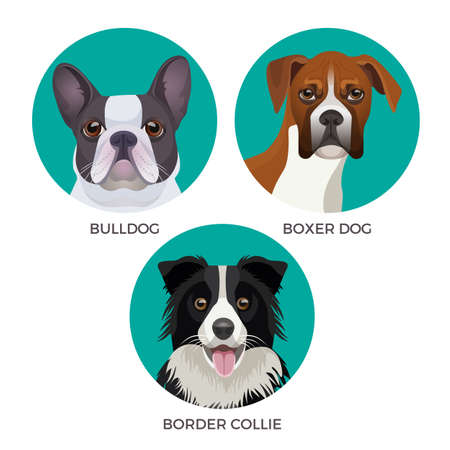 Short hair bulldog, boxer dog and border collie popular canine purebredsのイラスト素材