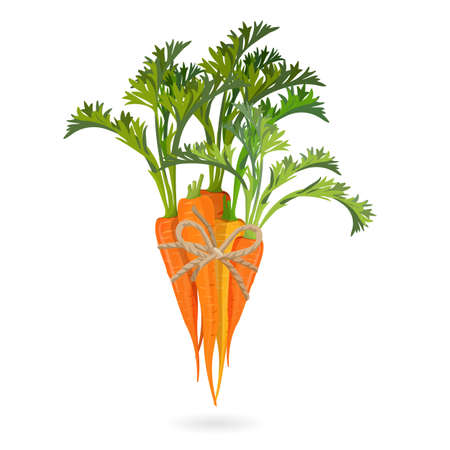 Bunch of carrots bound by rope realistic vector illustration isolatedのイラスト素材