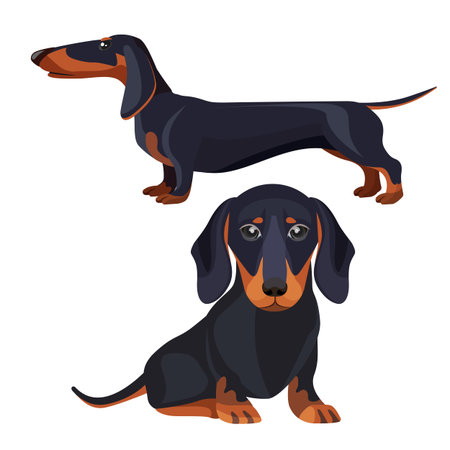 Dachshund dog with black fur in various positionsのイラスト素材