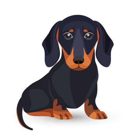Dachshund dog with black fur in various positionsのイラスト素材