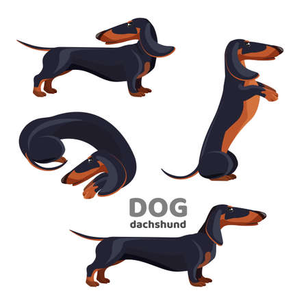 Dachshund dog with black fur in various positionsのイラスト素材