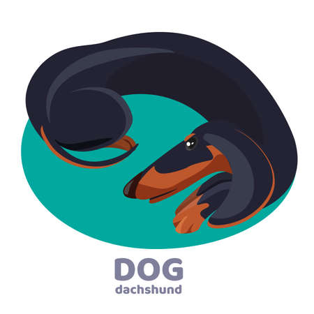 Dachshund dog lies curled up and relax on blue carpetのイラスト素材