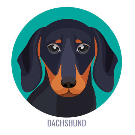Dachshund dog with black fur in various positionsのイラスト素材