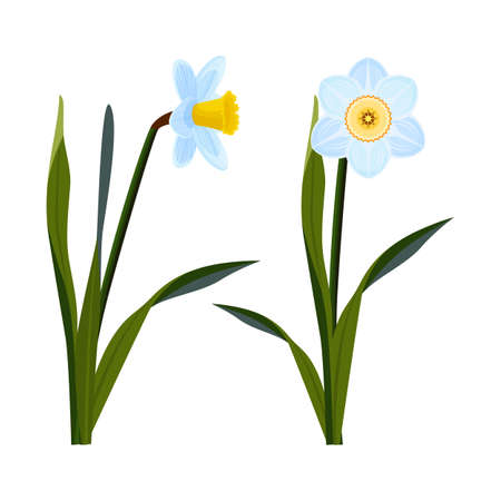 Daffodils with open blue buds and long green stemのイラスト素材
