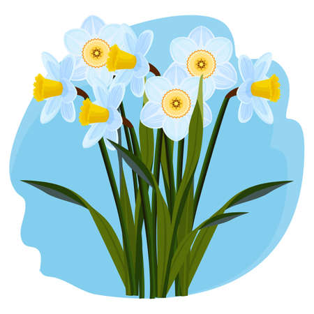 Bouquet of fresh aromatic daffodils of light blue colorのイラスト素材