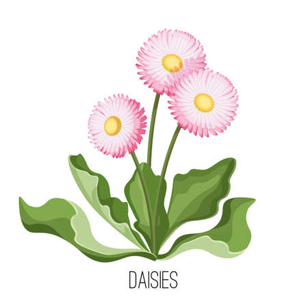 Daisy flower with green leaves closeup realistic vectorのイラスト素材
