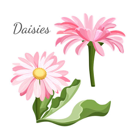 Daisy flower with green leaves closeup realistic vectorのイラスト素材