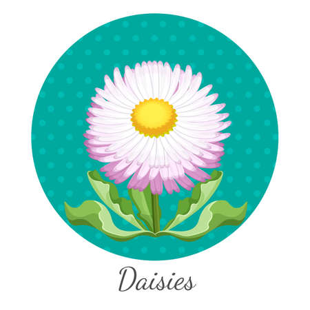 Daisy flower with green leaves closeup in circle realistic vectorのイラスト素材