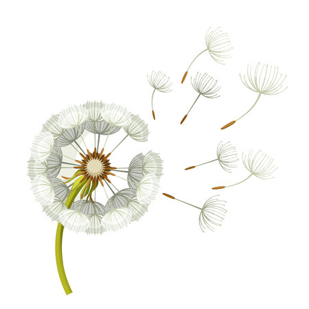 Blowing dandelion flower with fragile flying parts on green stemのイラスト素材