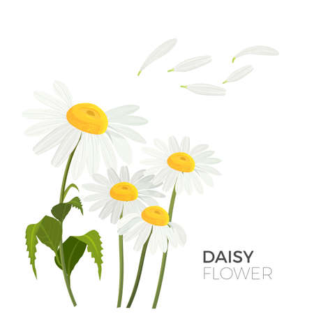 Daisy flowers with white petals and yellow middle realistic vectorのイラスト素材