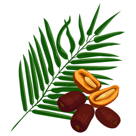 Delicious ripe dates fruits and green palm branch isolated on whiteのイラスト素材