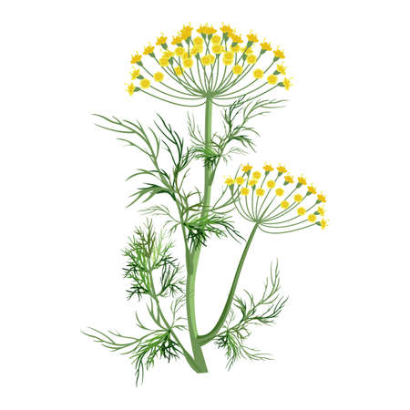 Dill herb with small yellow bloom and green stemのイラスト素材