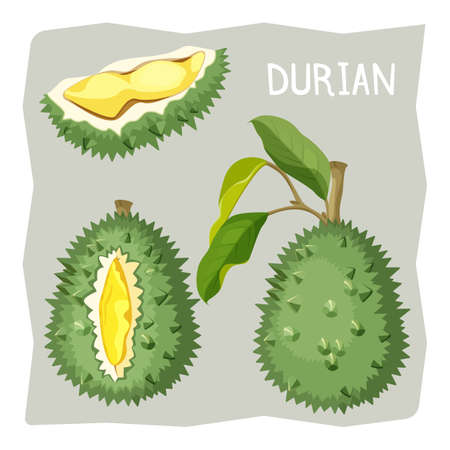 Durian fruit in sharp cracked skin with piece of branchのイラスト素材