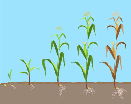 Dying plant of sweet corn from small sprout till dried plant vector illustrationのイラスト素材
