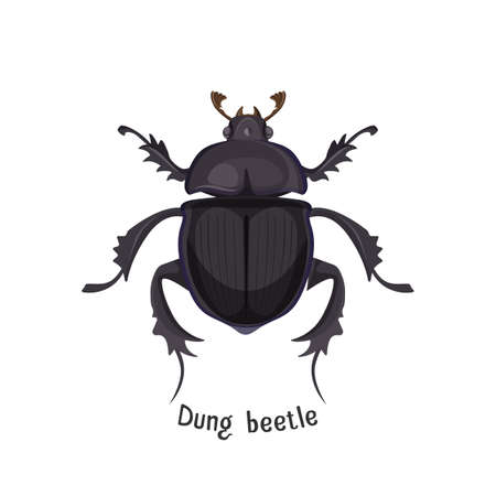 Black dung beetle that has strong unpleasant smell. Bug that lives in dirt and collect it. Small weird insect with three pairs of limbs vector illustration.のイラスト素材