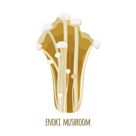 Enoki mushrooms long, thin white golden needle futu or lily mushroom vectorのイラスト素材