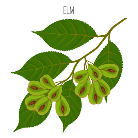 Elm leaves with serrate margins, fruit round wind-dispersed samaraのイラスト素材