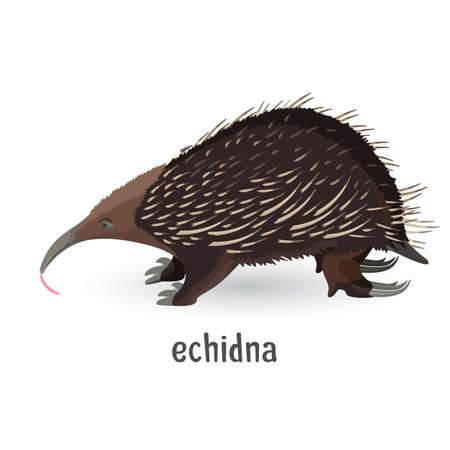 Echidna covered with coarse hair and sharp needlesのイラスト素材