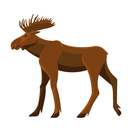Wild adult moose with big branchy horns and strong legsのイラスト素材