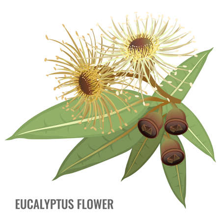 Eucalyptus flower poster with plant that can healのイラスト素材
