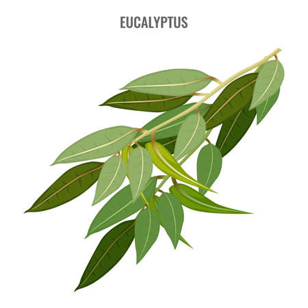 Useful fragrant eucalyptus branch with thick green foliageのイラスト素材