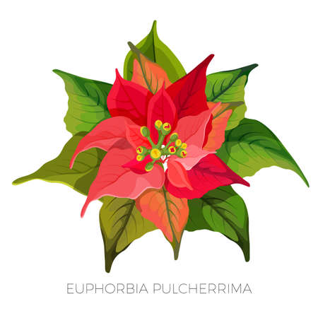Euphorbia pulcherrima plant with red and green leavesのイラスト素材