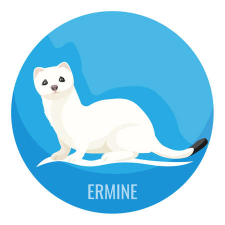 White fluffy ermine with precious fur used in fashionのイラスト素材