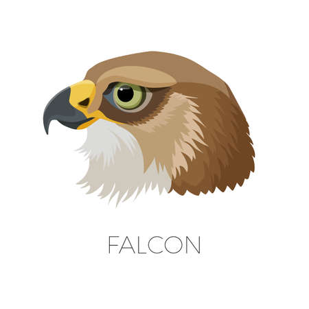 Falcon gorgeous profile with sharp beak and green eyesのイラスト素材