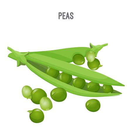 Peas in oblong green pod with round seedsのイラスト素材