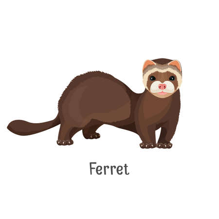 Ferret domesticated form of European polecat vectorのイラスト素材