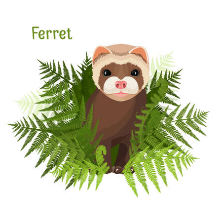 Ferret in green leaves of fern, polecat cute friendly animalのイラスト素材